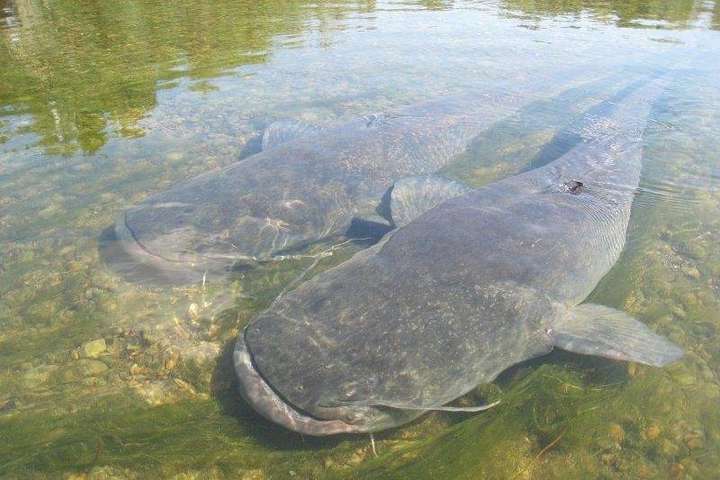 Сом &ndash; найбільша хижа риба, яка мешкає в прісноводних озерах і річках
&nbsp; - Закарпатець упіймав у ставку велетенську рибу (фото)