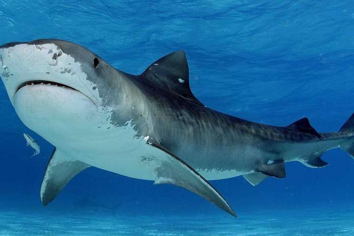 Вистачило одного укусу: в Австралії акула вбила серфера (відео)
