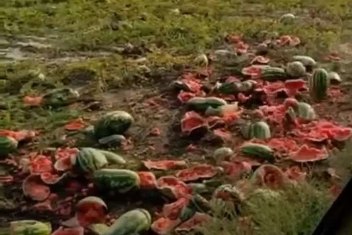 На Херсонщині фермери масово знищують кавуни (відео)