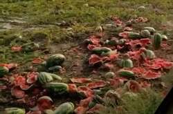 На Херсонщині фермери масово знищують кавуни (відео)