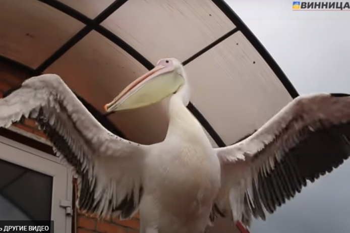 У Вінниці пелікана навчили жонглювати м’ячем (відео)