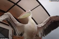 У Вінниці пелікана навчили жонглювати м’ячем (відео)