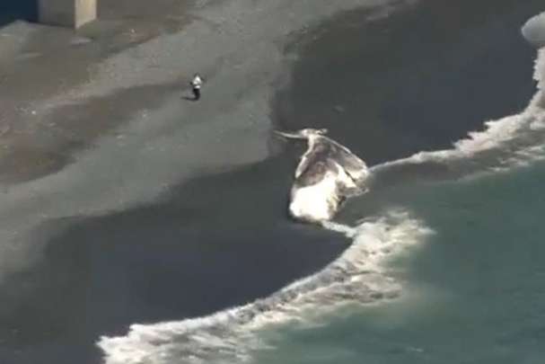 Біля берегів Японії знайшли мертвого гігантського кашалота (відео)