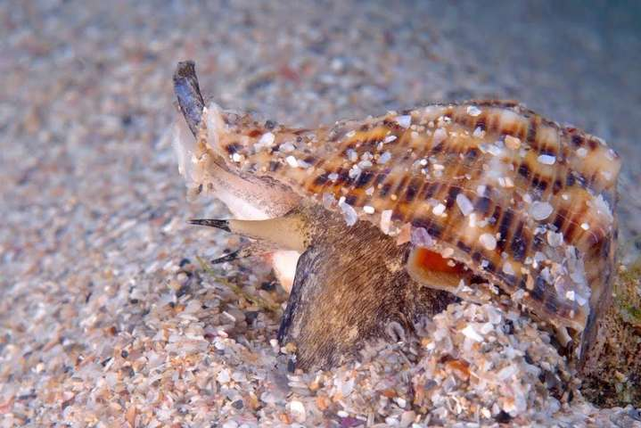 В Азовском море размножается хищник, который опаснее медуз 