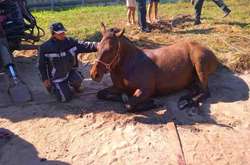 На Київщині рятувальники витягли коня із колектора (фото) 