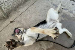 Миссия этих наглых пушистиков – веселить людей одним своим существованием. Курьезные фото