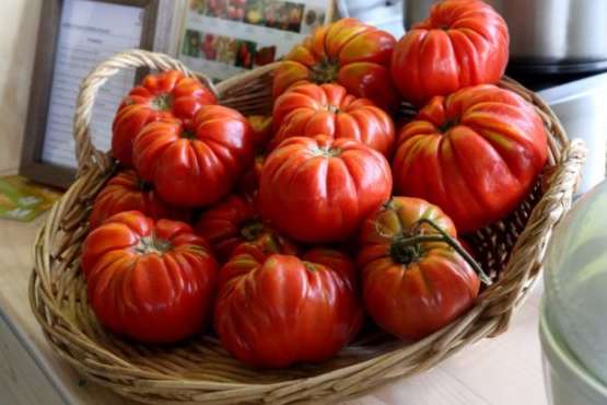 Італійські фермери відродили давній сорт томатів, який має дуже ефектний вигляд