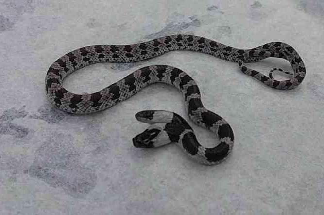 У Тайвані знайшли двоголову змію (фото)