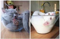 Курьезные фото котов, которые обладают всеми свойствами жидкости