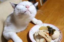 Эти хвостатые ворюги готовы стащить еду прямо из-под носа у хозяев. Курьезные фото