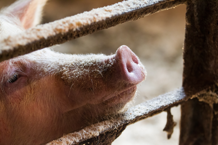 Украина стала больше импортировать свинину, а собственное мясо продает за границу 