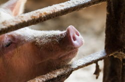 Украина стала больше импортировать свинину, а собственное мясо продает за границу 