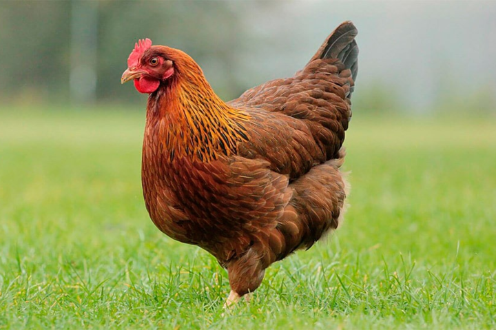 Какие страны больше всего потребляют украинскую курятину: данные таможни 