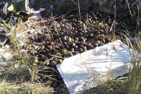 У Києві невідомі викинули десятки кілограмів авокадо (фото)