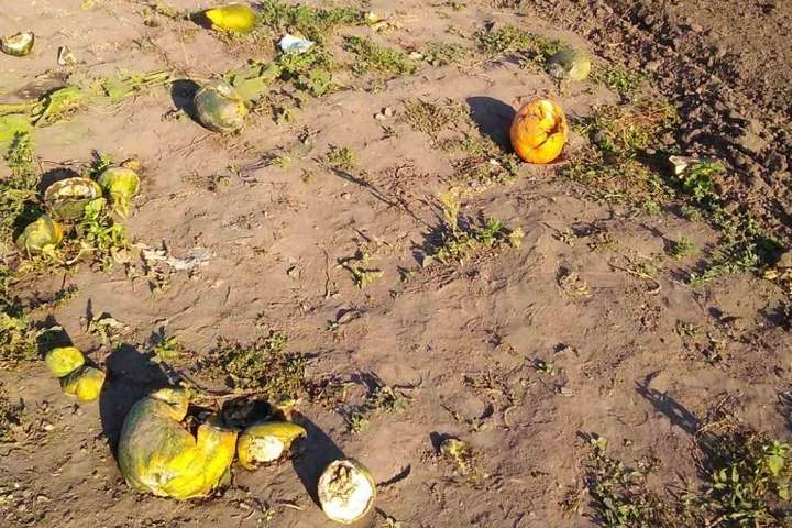 ЗМІ: на Черкащині вчителька змушувала дітей під час уроків збирати врожай