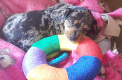 Лучшие антидепрессанты в мире. Курьезные фото пушистых малышей