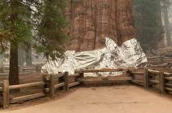 Найбільше дерево на планеті вкрили «ковдрою» (фото)