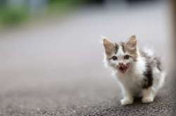 В Киеве водитель скутера спас котенка на оживленной трассе (видео)