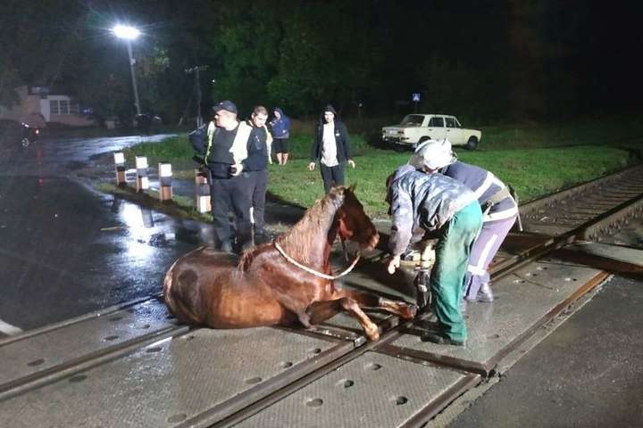 Тварина опинилася в полоні колії - На Волині задля порятунку коня із колії зупинили потяг