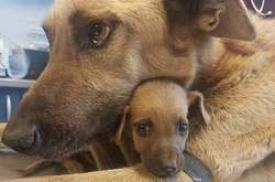 Когда любимые питомцы подарили миру мини-версии себя. Трогательные фото