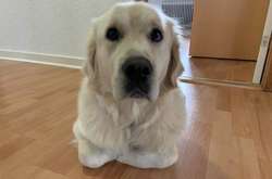 Эти собаки так часто общались с котиками, что нечаянно переняли их привычки. Курьезные фото