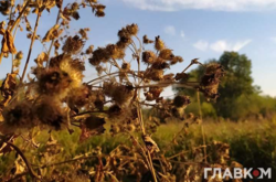 Какой будет погода в течение недели: синоптики дали прогноз на каждый день (карта)