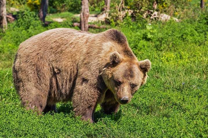 Дикі ведмеді стали мігрувати до Чорнобильської зони (відео)