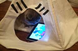 Когда готов баловать своих питомцев самыми разными способами. Курьезные фото