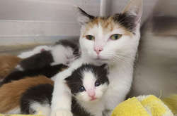 Фото зверят с их заботливыми мамами – лучшие антидепрессанты в мире