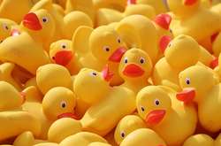 В Англії пройшли перегони гумових каченят