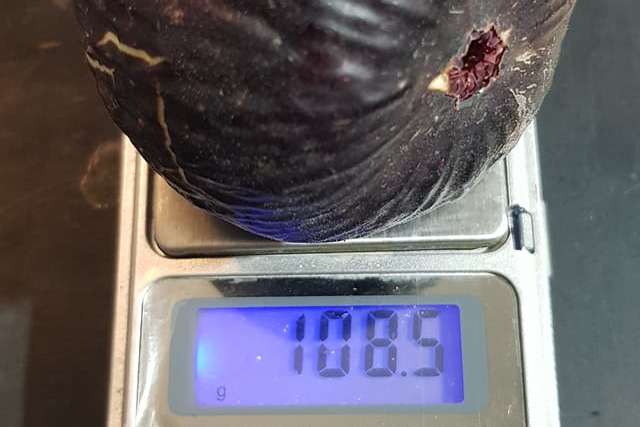 Інжир сорту Blue geant - Мешканець Нікополя виростив ягоди інжиру вагою понад 100 грамів (фото, відео)
