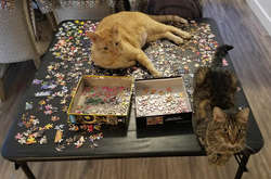 Любимое хобби этих наглых котиков – игнорировать личное пространство их хозяев. Курьезные фото