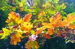 Після різкого похолодання ще маємо шанс погрітися на сонечку