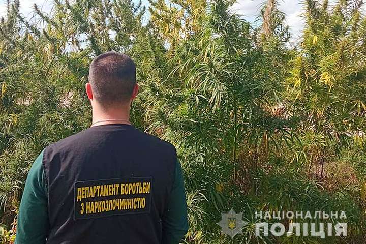На Київщині поліція ліквідувала плантацію конопель на 20 млн грн (фото)