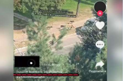  Школьница опубликовала видео с бродячими собаками 