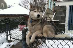 Эти наглые питомцы нашли идеальные места для отдыха, и ничто не сможет их переубедить