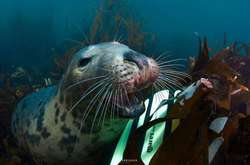 Будто пришельцы с других планет. Подборка удивительных фото из подводного мира