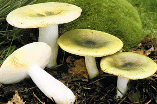 На Житомирщині три жінки померли від отруйних грибів 