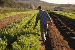 Фермерському господарству, голова якого має вік до 35 років (включно), нададуть грошову допомогу