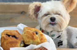 В США бродячий пес стал настоящим гурманом и звездой Instagram. Курьезные фото