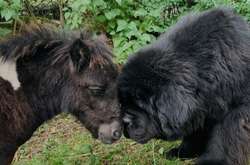 Необычная дружба между большим псом и пони изумила пользователей сети (фото)