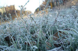  Нічні температури у північних та центральних областях України можуть бути до -6° – -8° 
