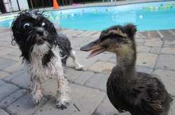 Курьезные фото домашних питомцев, которые вдруг испугались самых неожиданных вещей