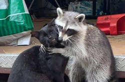 Этим енотикам не составит никакого труда украсть ваше сердечко. Курьезные фото