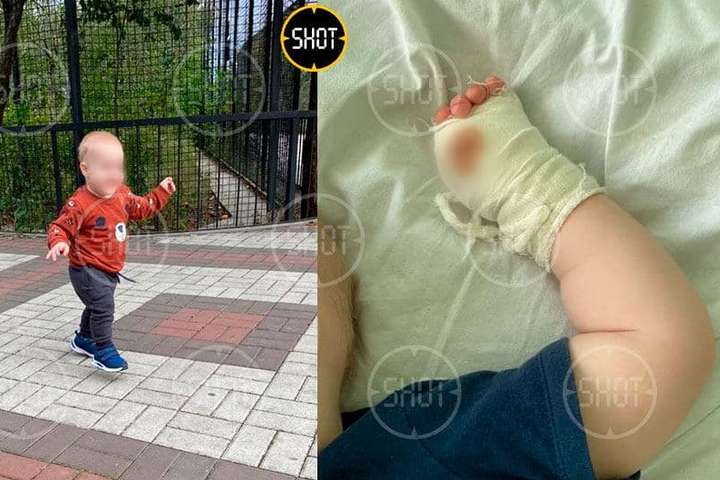 В окупованому Криму тигр у зоопарку відкусив дитині палець
