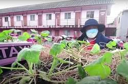 Тайские таксисты превратили машины в огороды для выращивания овощей (фото)