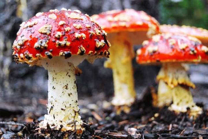 20-річна українка заради приколу наїлася отруйних грибів