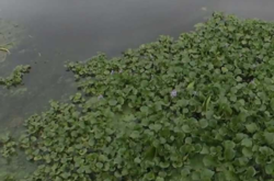 Экологи обеспокоены: приток Днепра под Киевом покрылся «водяной чумой» 