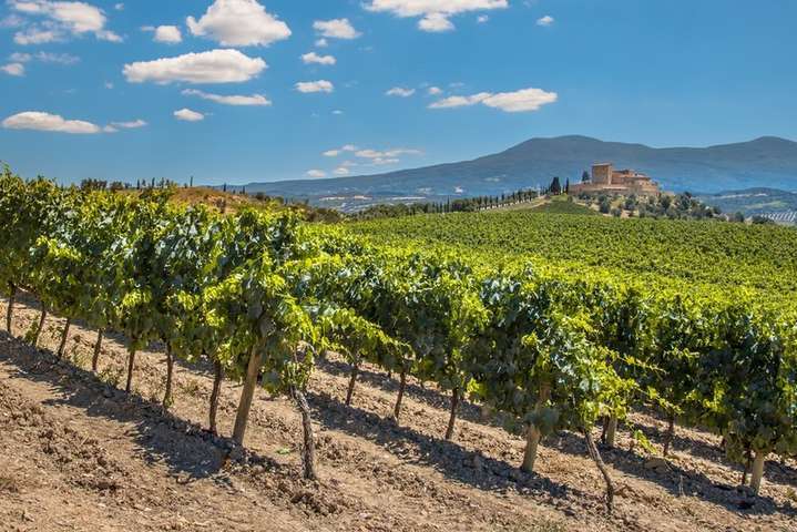 У Франції виноградарі втратили дві третини врожаю