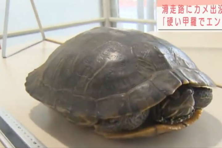 В аеропорту Токіо черепаха заблокувала вильоти